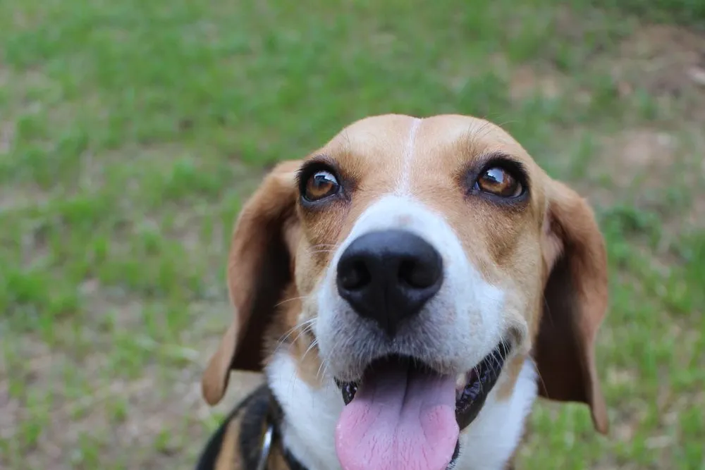 Beagle