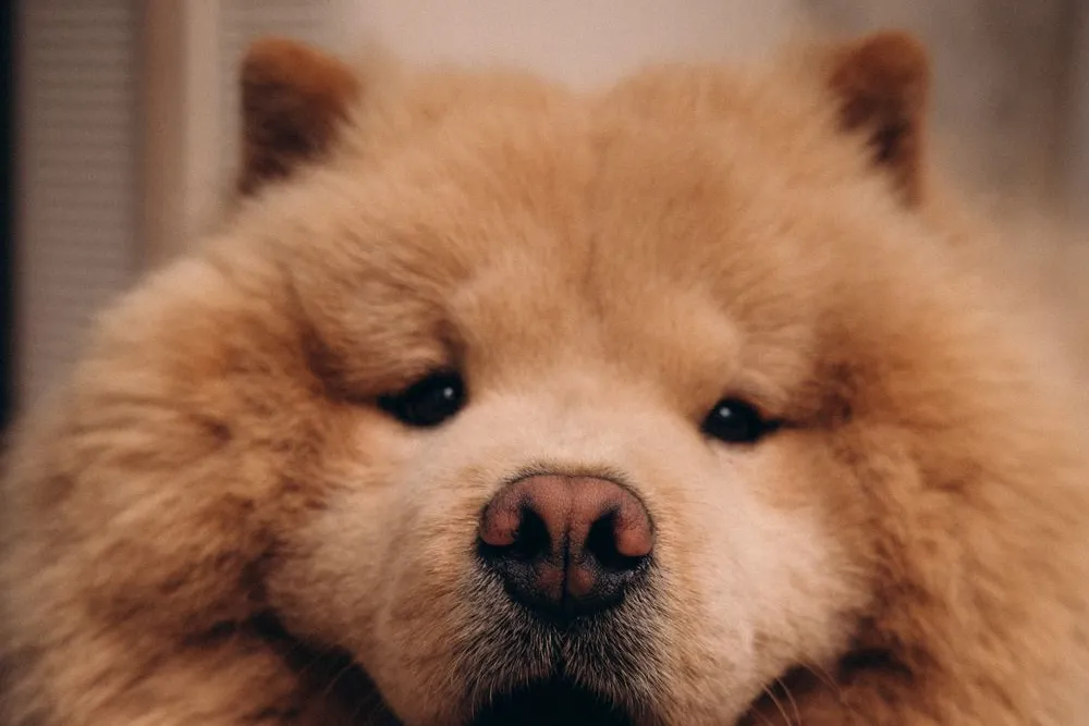 Chow Chow