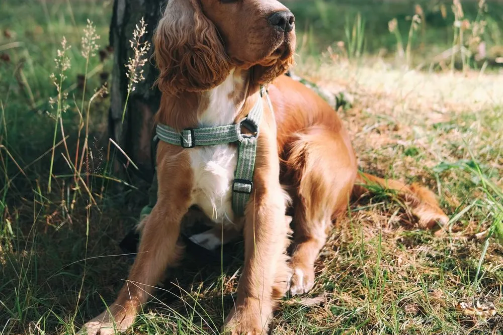 Cocker Spaniel