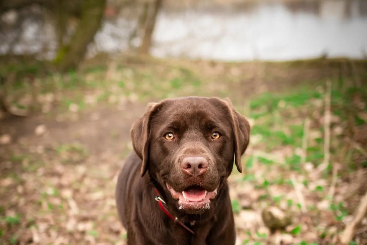 Labrador Retriever