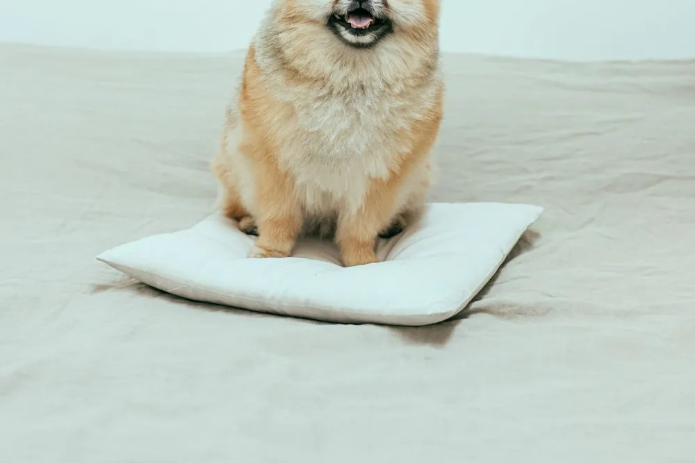 Pomeranian