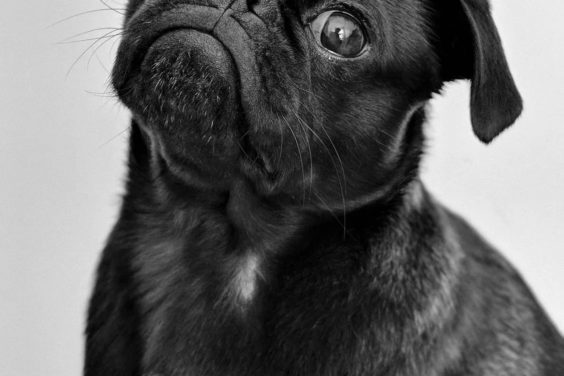 Pug
