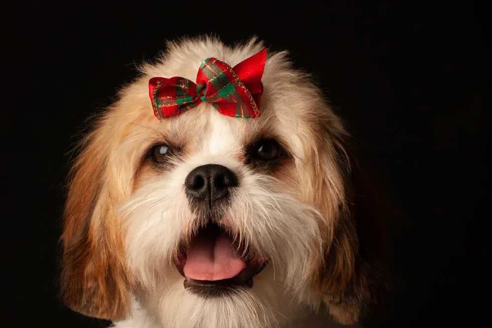 Shih Tzu