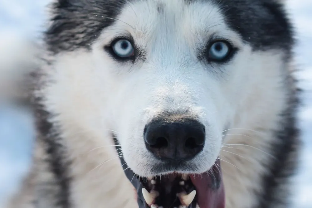 Siberian Husky