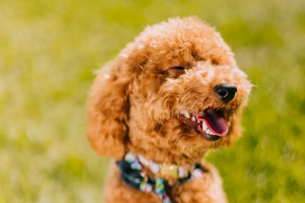 Toy Poodle
