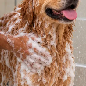 Anti-Tick Bath