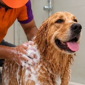 Bath & Blow Dry