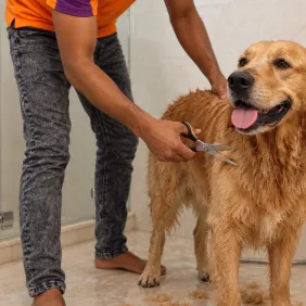 Bath & Haircut Package