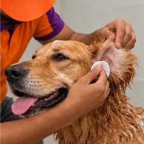 Ear Cleaning