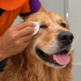 Eye Cleaning