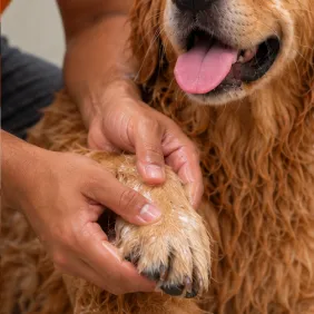 Paw Massage
