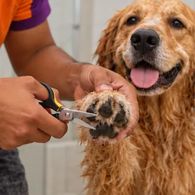 Paw Trimming
