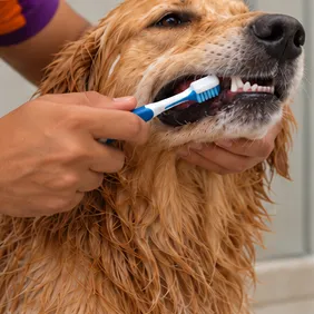 Teeth Cleaning
