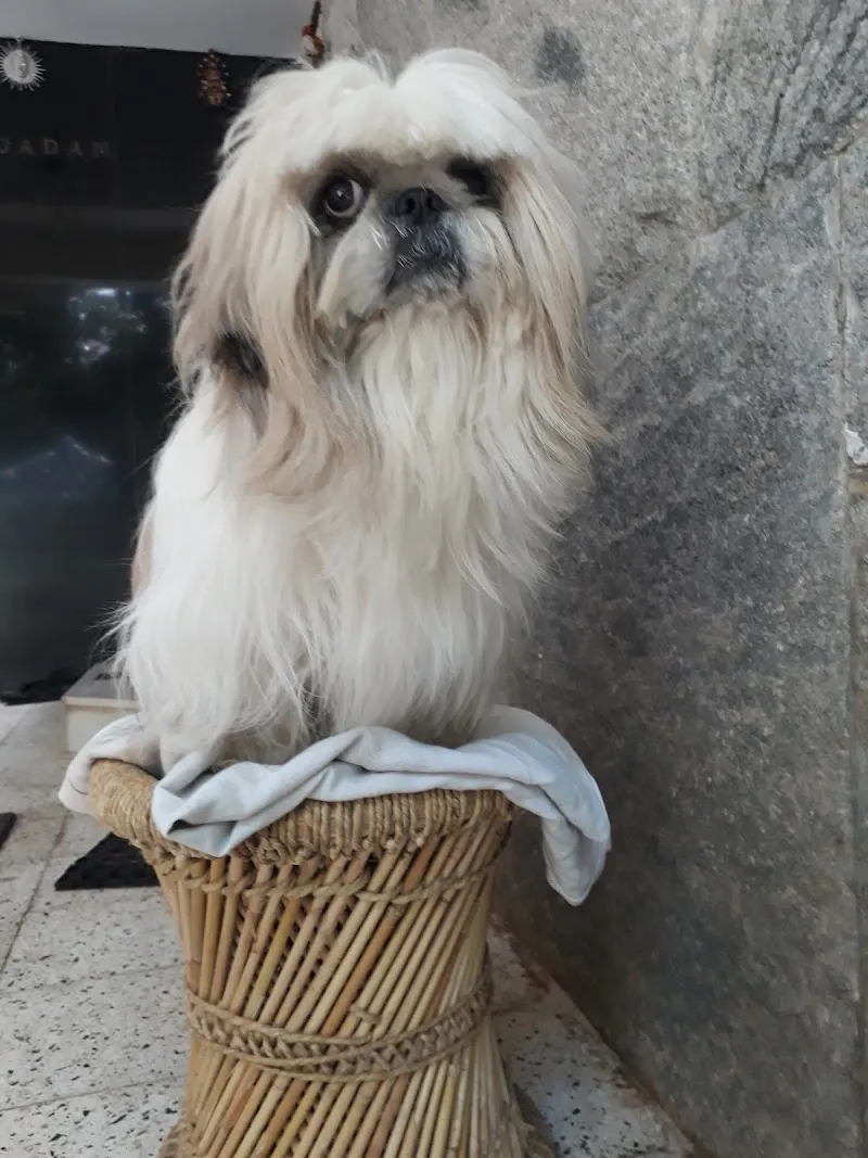 AASRA PET CLINIC photo