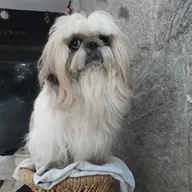 AASRA PET CLINIC photo