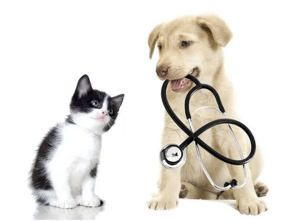 Active pet clinic photo