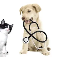 Active pet clinic photo