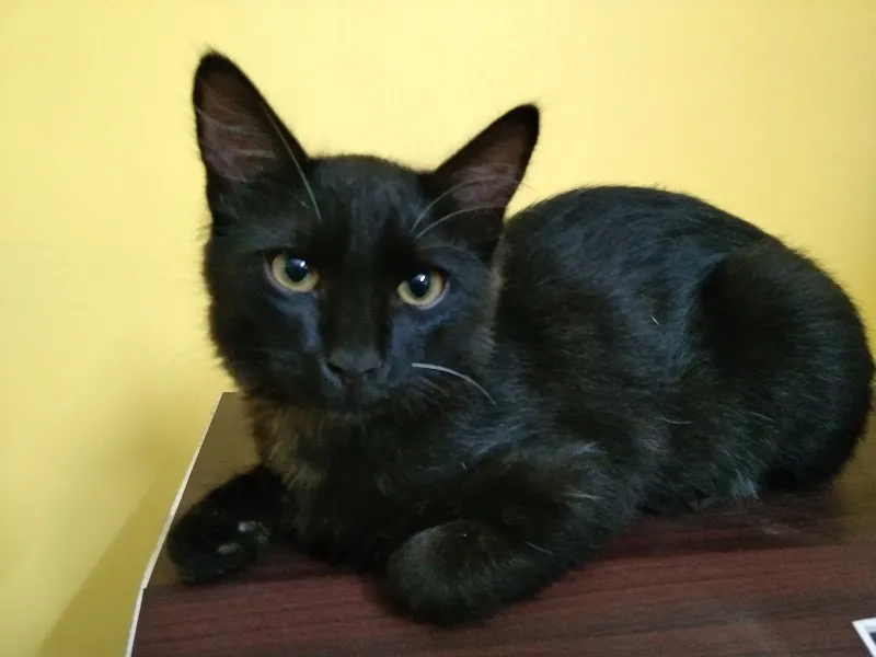 Akshaya Pet clinic photo