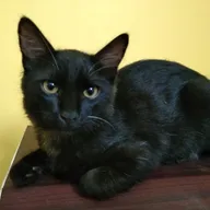 Akshaya Pet clinic photo