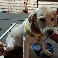 All for Pets – Dr Satish Gore photo