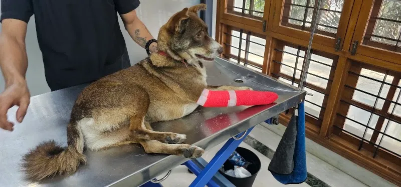 ALL PAWS VETERINARY CLINIC photo