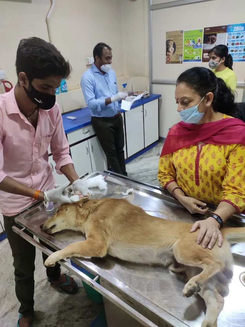 Animal Care with Homeopathy | Homeopathic Veterinary | Pet Doctor photo