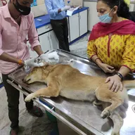 Animal Care with Homeopathy | Homeopathic Veterinary | Pet Doctor photo
