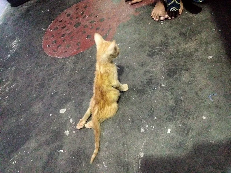 Animal Clinic 24 Hours photo