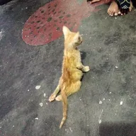 Animal Clinic 24 Hours photo