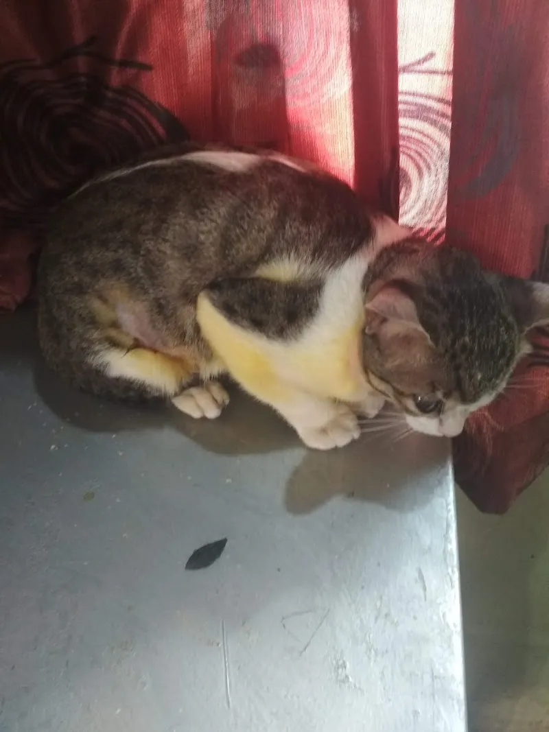 Animal Clinic (PRIVATE) photo
