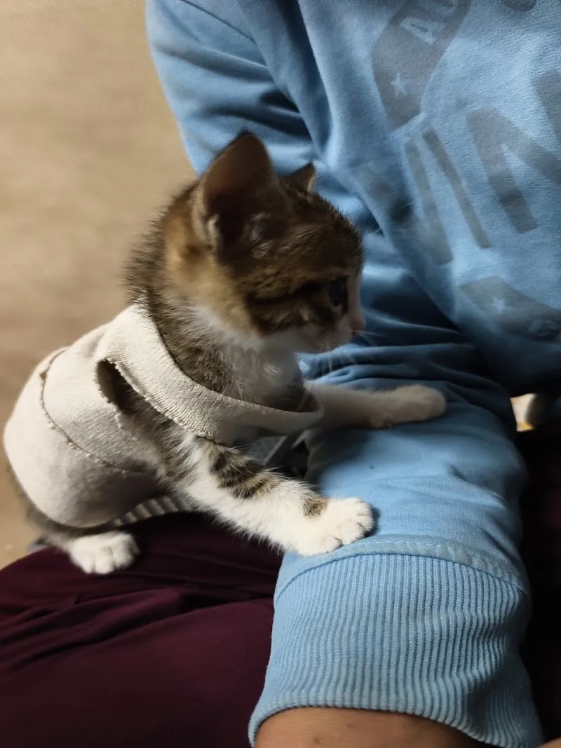 Animal Hospital photo