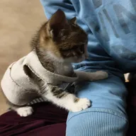 Animal Hospital photo