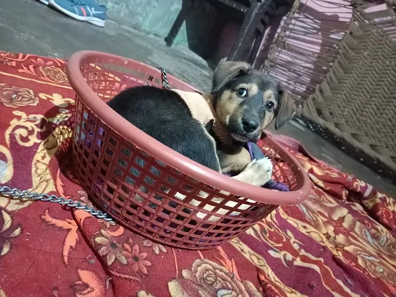 Animal Hospital Narela Road bawana photo