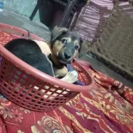 Animal Hospital Narela Road bawana photo