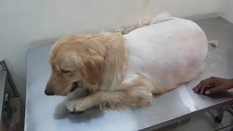 Animal Hub photo