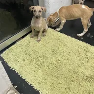 Animal kingdom Welfare Foundation photo