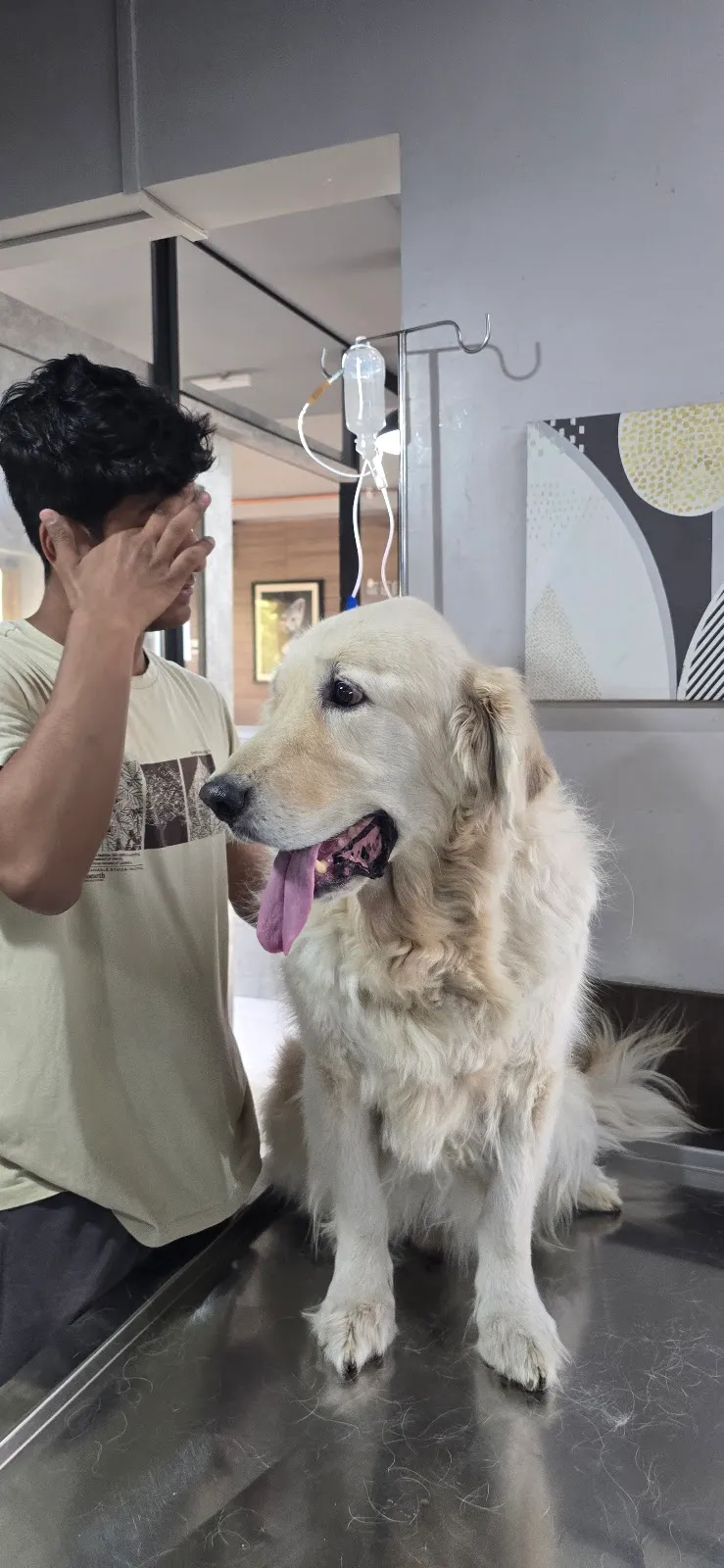 Animal Medical Services photo