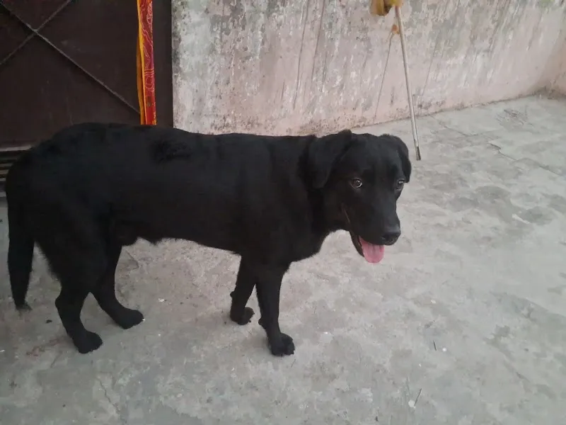 Animal Rain Bashera photo