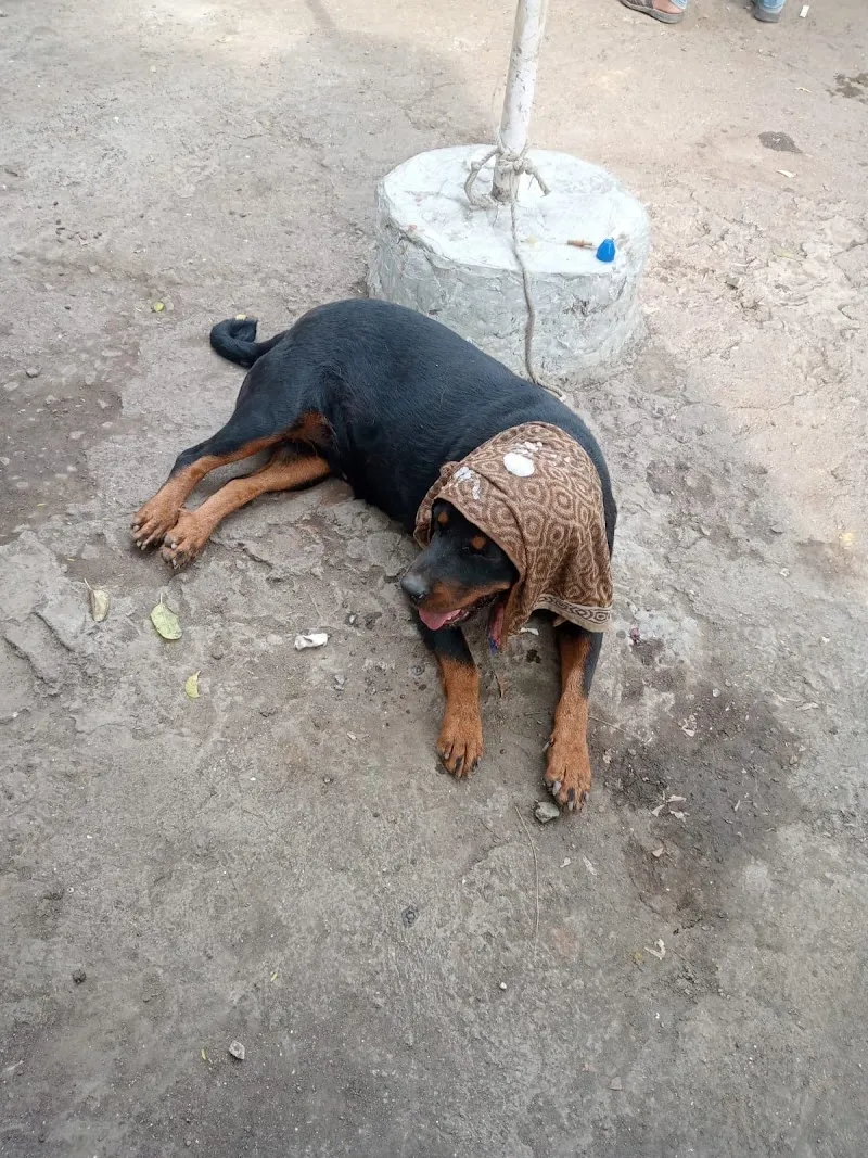 Animal World Clinic photo