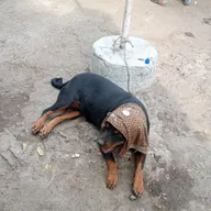Animal World Clinic photo