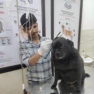 AP VET DOG & CAT CLINIC photo