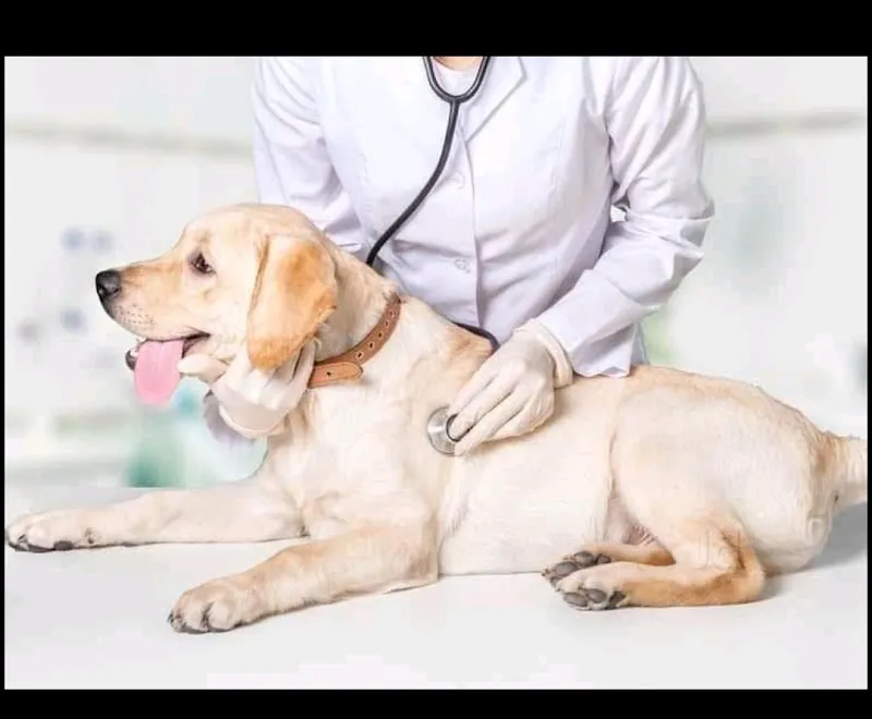 Apollo Dog Clinic photo