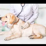 Apollo Dog Clinic photo