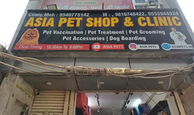 Asia Pet Shop & Clinic – puppies for sale photo