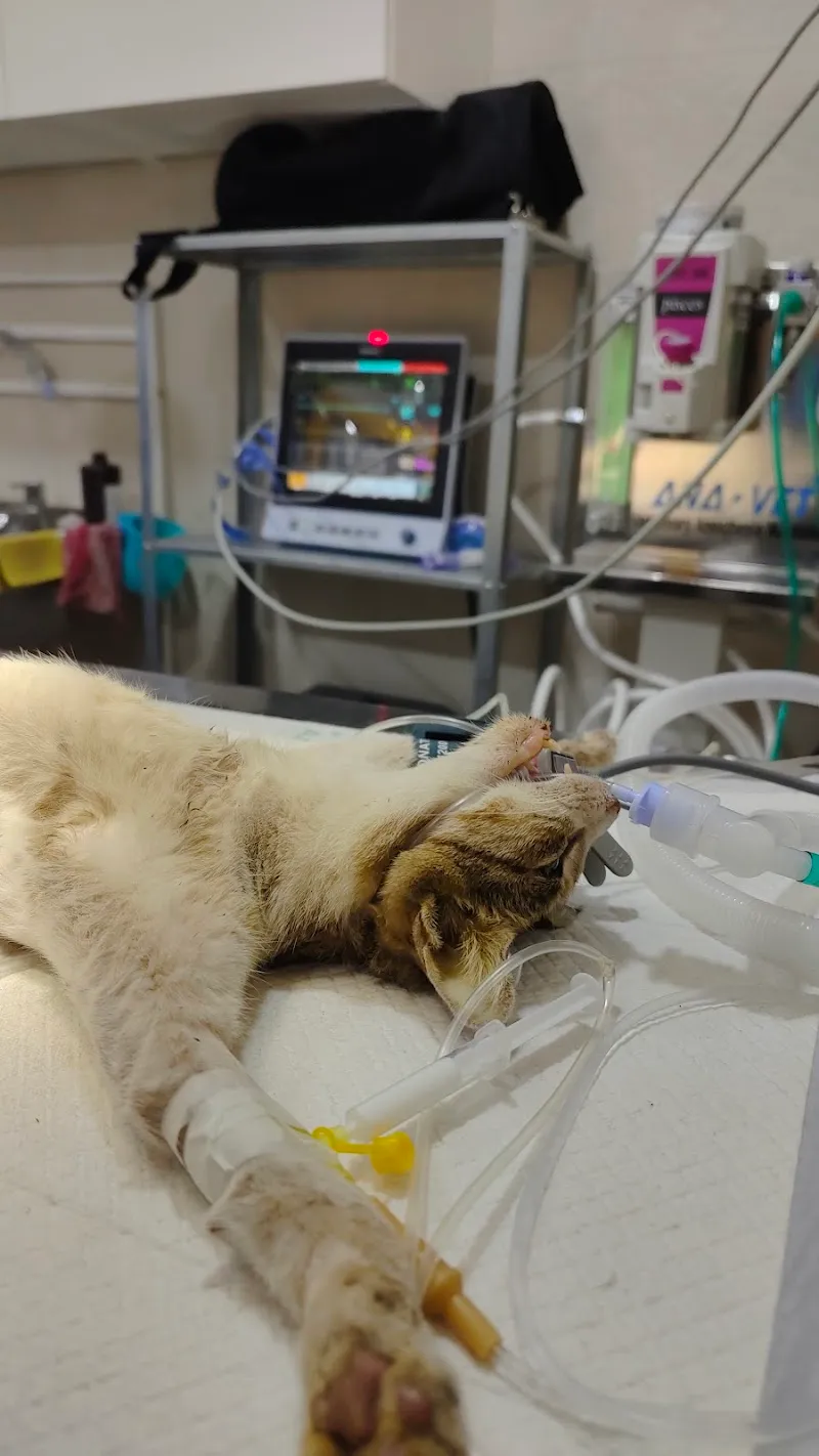 Bay Vets Veterinary Centre photo