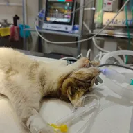 Bay Vets Veterinary Centre photo