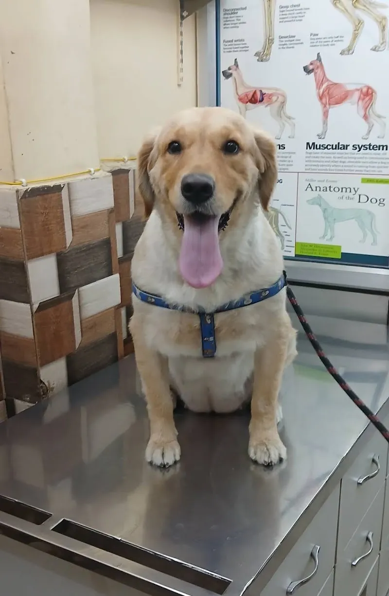 Best pet clinic/Home visit facility available/Best pet hospital in Raja park photo