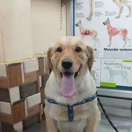 Best pet clinic/Home visit facility available/Best pet hospital in Raja park photo