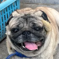 Bharadwaj’s pet care clinic photo