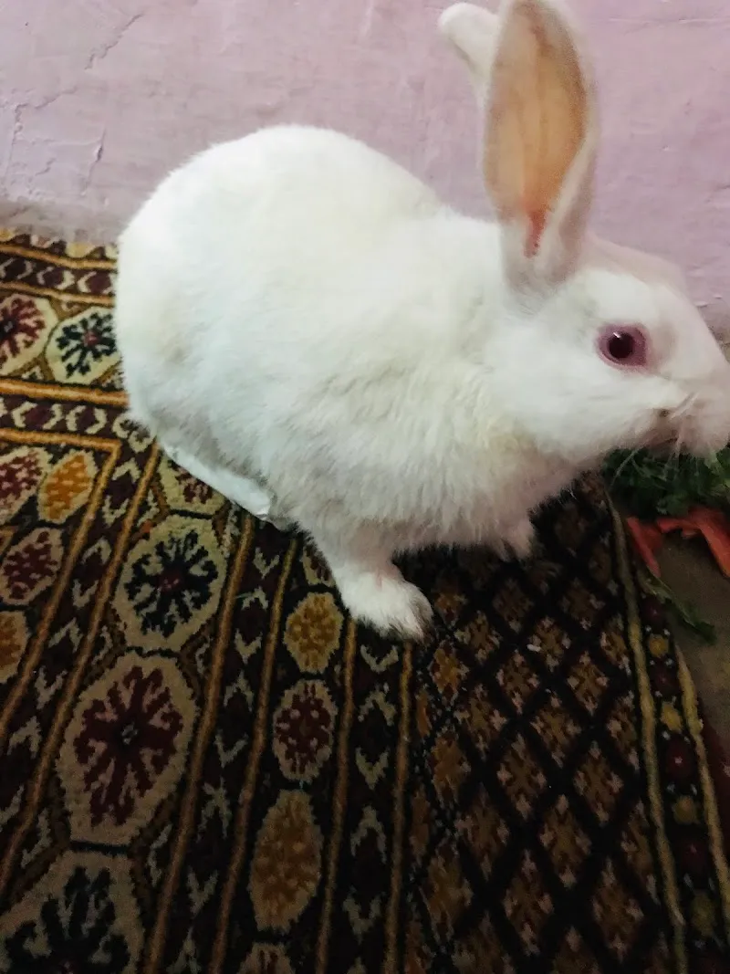 BIRDS & RABBITS Clinic In Delhi photo